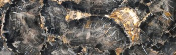 petrified wood black